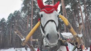 Ярославль. Красный Бор. 2022.