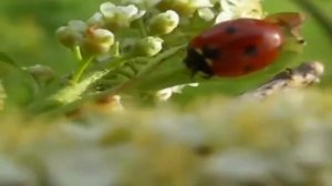 Не вернется вновь это лето к нам