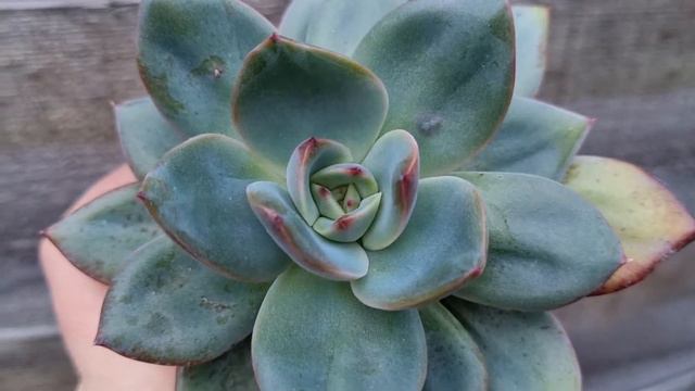 Echeveria Orange Glow смотреть онлайн