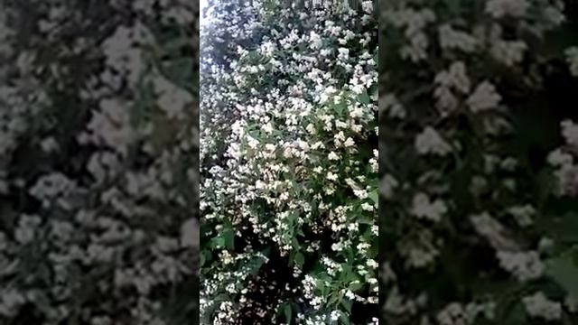 Жасмин на даче смотреть онлайн