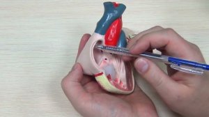 АНАТОМИЯ СЕРДЦА человека. Наглядно на модели.Круги кровообращения.ЕГЭ|ОГЭ Сердце человека