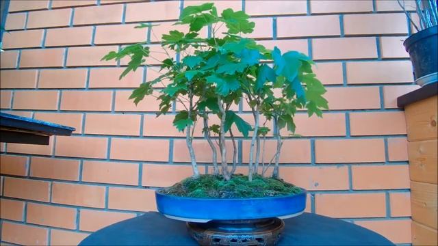 Клён полевой, или клён равнинный Acer campestre роща 2021 год весна смотреть онлайн