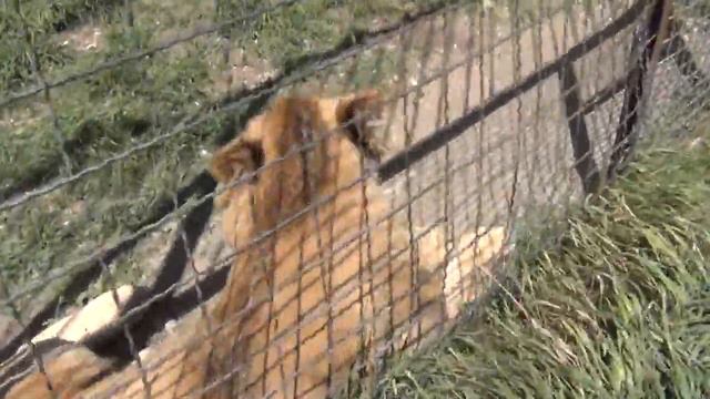 РАНЕНЫЙ ФИЛЯ ПОСЛЕ первого ВЫПУСКА НА ПОЛЯНУ! зубков тайган. Архив смотреть онлайн