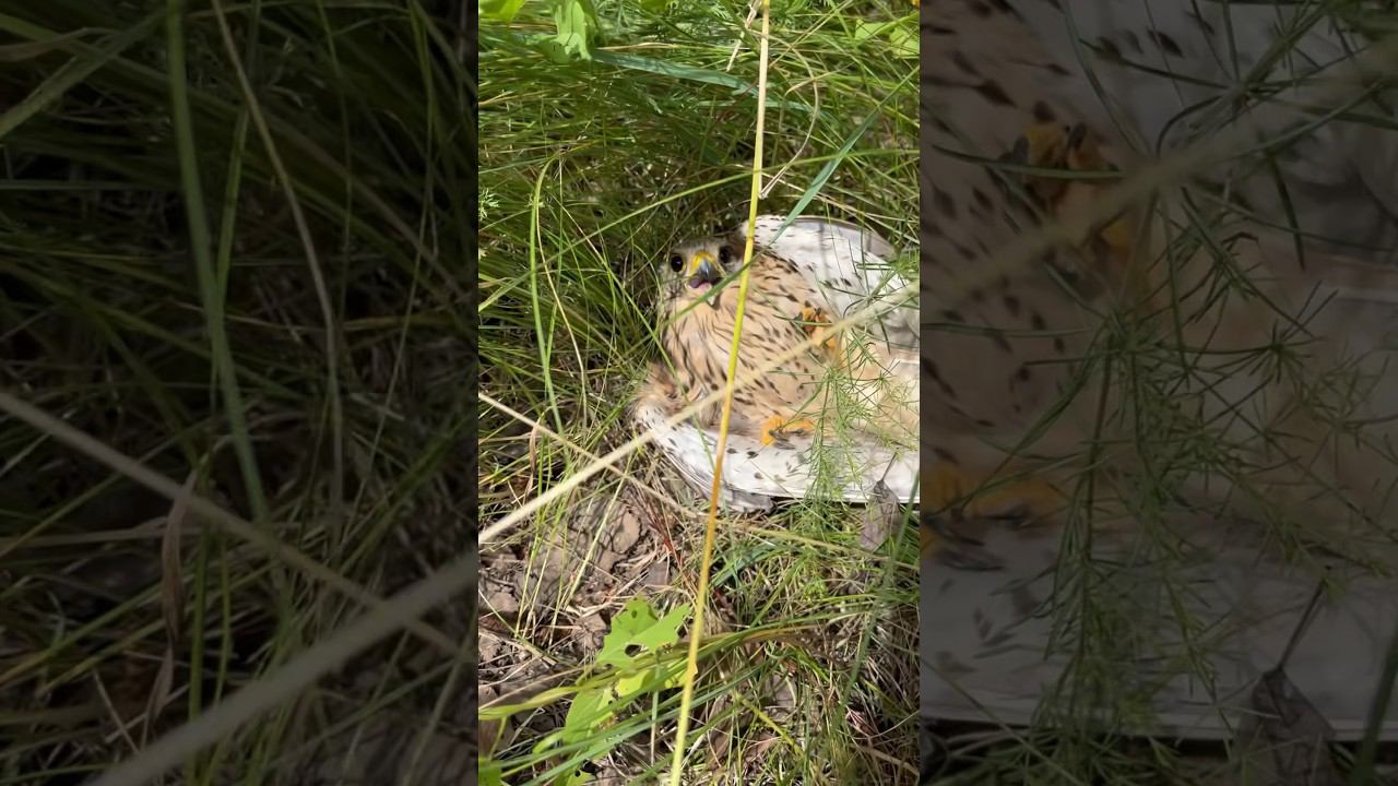 Необъяснимое поведение птиц #мистика #природа #птицы смотреть онлайн