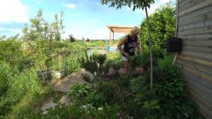 Как подстричь сосну. Чем обрезать сосну. Зачем формировать сосны..