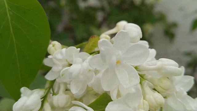 БЕЛАЯ СИРЕНЬ смотреть онлайн