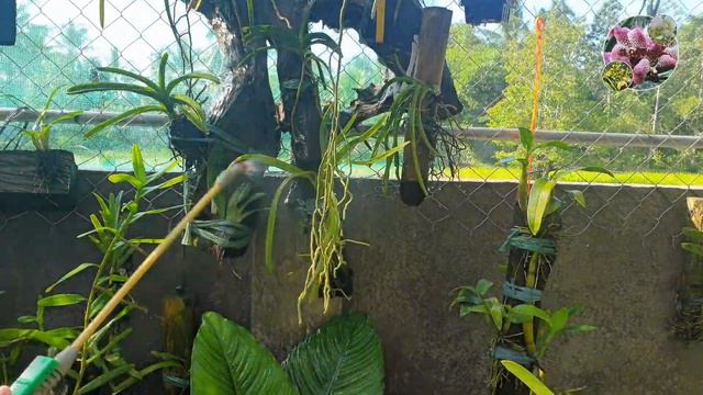 PROVIDING BALANCE FOOD TO OUR ORCHIDS/V55 смотреть онлайн