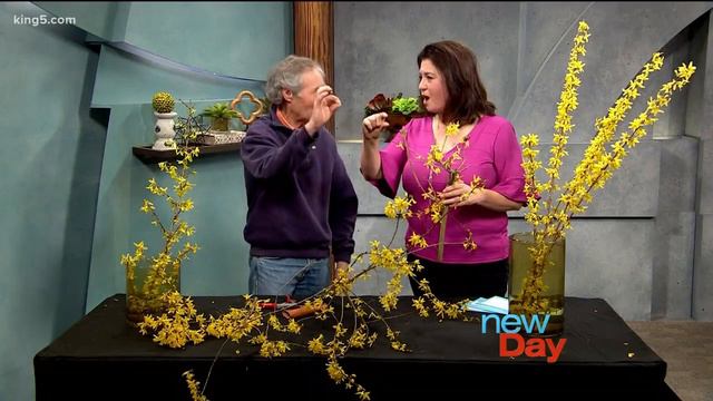 Learn to prune Forsythia with Ciscoe - New Day Northwest смотреть онлайн