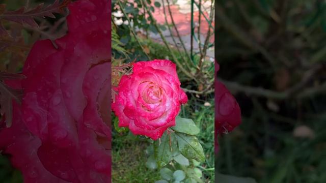 Красавица роза «Хайлендер» смотреть онлайн