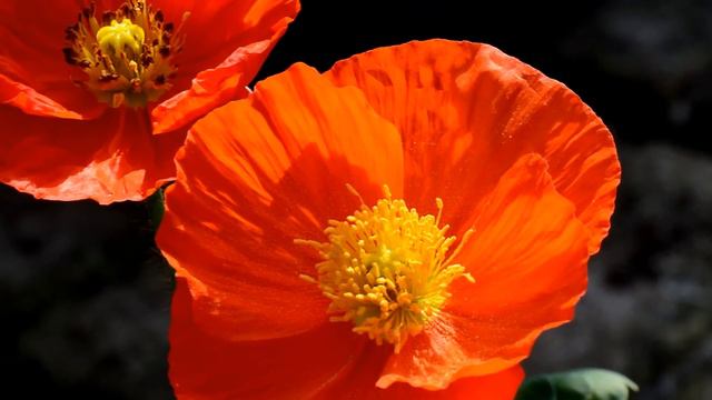 27 APR 2013 DE PANNE TROPIFLORA & FAUNA Slideshow смотреть онлайн