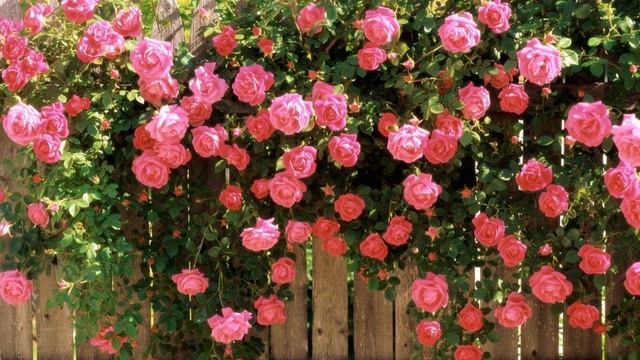 🌹The Rose Garden🌹 ~ Relax Music with Nature Sounds🌹 смотреть онлайн