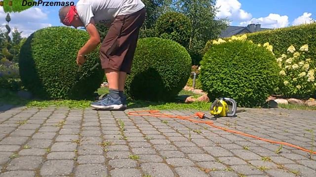 Pruning Thuja occidentalis Globosa.Cięcie Tui, Żywotnik zachodni Globosa. смотреть онлайн