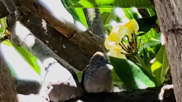 2 Zebra doves sitting in Plumeria tree, which was introduced to Hawaii in 1860 5-29-23 at Ewa beach смотреть онлайн