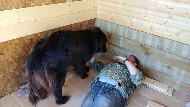 Твою мать - самая понятная команда. смотреть онлайн