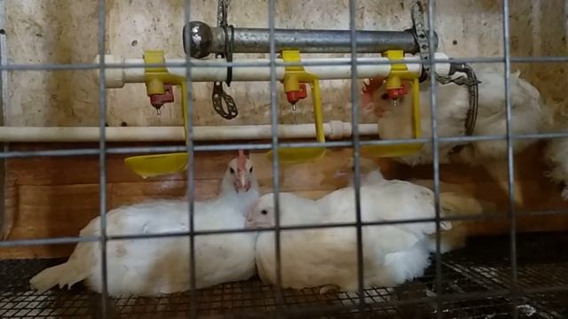 Продажа Молодые семьи Бресс Гальской смотреть онлайн
