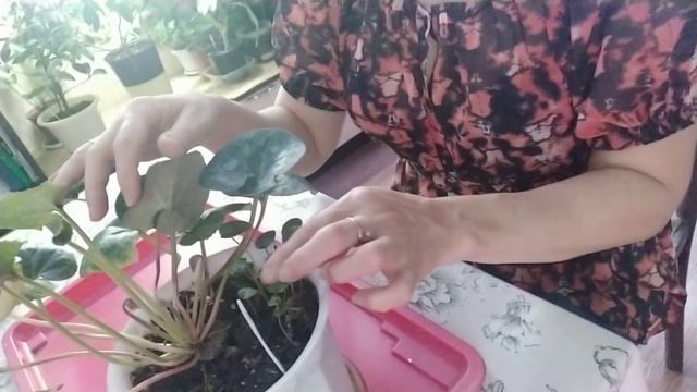 Цветочные удивляшки смотреть онлайн