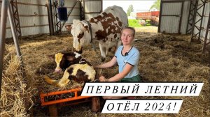 Отёл айрширской коровы! Кого принесла Горошка? Пополнение на Молодой Ферме!