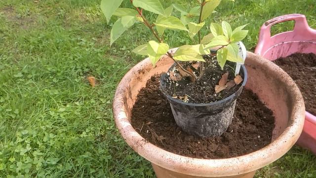 ПОСАДКА ГОРТЕНЗИЙ НА ВЫЖИВАНИЕ, А ВЕДЬ ТАК ПОРОЙ САЖАЮТ! смотреть онлайн