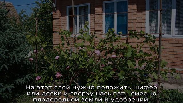 Виноград на даче смотреть онлайн