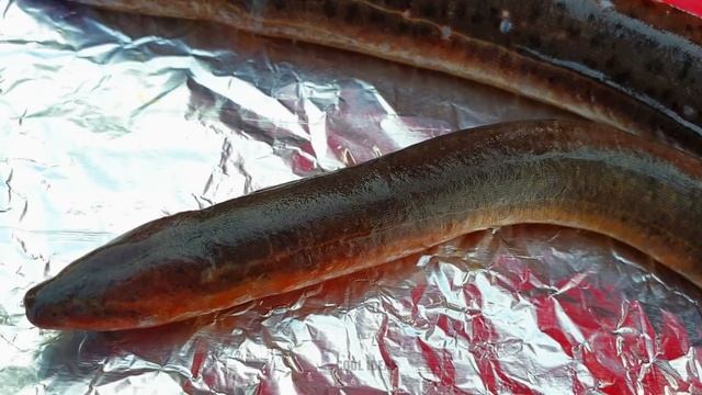 Experiment: LAVA vs ELECTRIC EELS in Pool смотреть онлайн