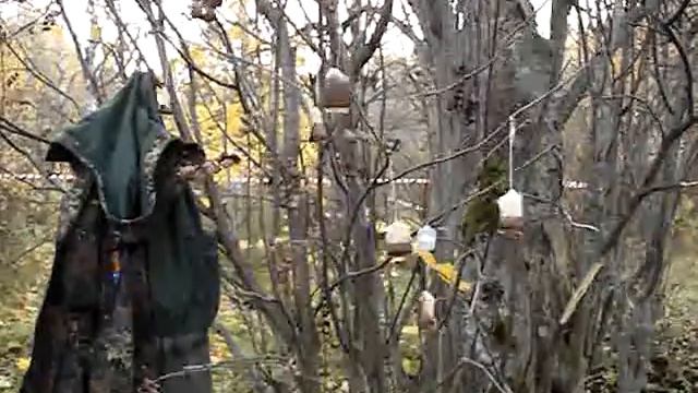 Чайное дерево в действии. Фен-шуй однако! смотреть онлайн