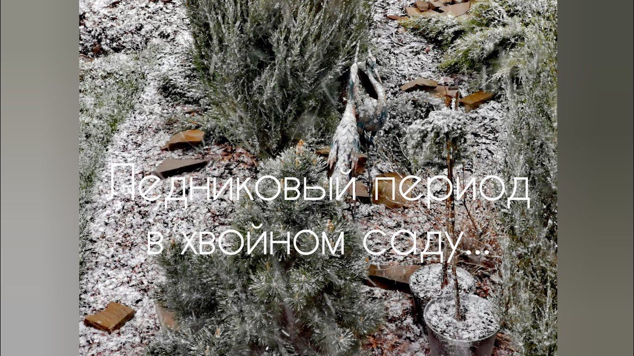 Ледниковый период в хвойном саду! ️❄️Обзор растений! 08.05.2024 смотреть онлайн