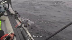 Рыбалка в Карелии, троллинг. Один даунриггер на два спиннинга