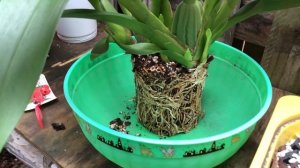 Пересадка Онцидиума, как чувствуют Орхидеи после пересадки