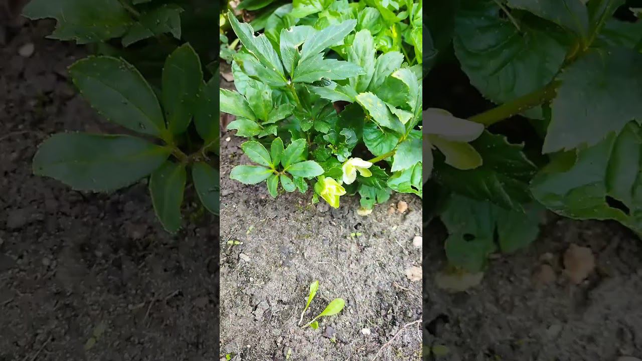 Морозник черный зацвёл в августе #flowers #garden #цветы