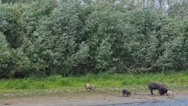 Дикие кабаны или домашние свиньи вышли на берег реки Тура смотреть онлайн