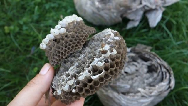 Гнездо шершней и ос, чем отличаются смотреть онлайн