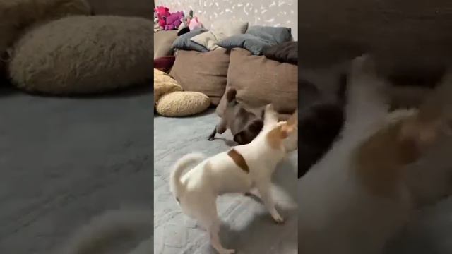 приветик от нашей дочки Орнеллы из Москвы,веселая такая девочка, выпускники питомника Кастропуло смотреть онлайн