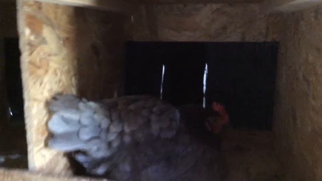 Курицы несушки.Возмущение вторжением! смотреть онлайн