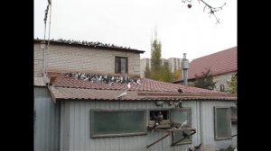 Николаевские голуби Сергея Родионова (Мои филиалы). Волгоград. Часть 96