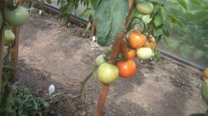 Томат Диадема F1 в теплице