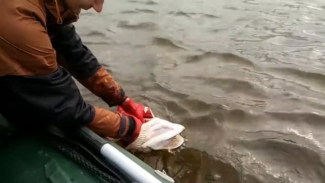 поймал отпусти или рыбалка в Сургуте смотреть онлайн