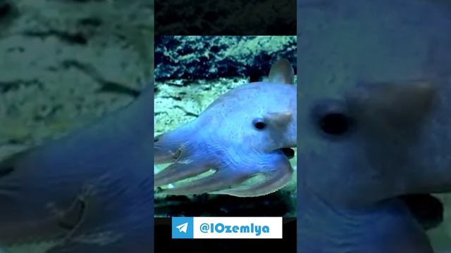 Ушастый осьминог смотреть онлайн