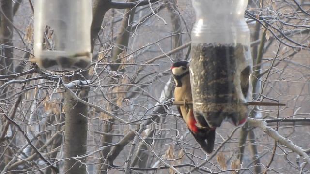 Мега-кормушка для птиц в действии. Сытые синицы переживут мороз ;-) смотреть онлайн
