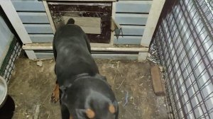 Как сделать обогрев будки , собаки. Доберман на улице :часть2