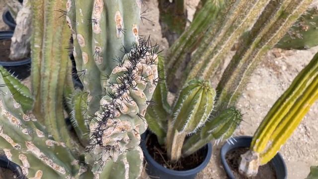 MY TOP SECRET CACTUS SPOT #SILVERDOLLARCACTUSNURSERY #CALIFORNIA смотреть онлайн