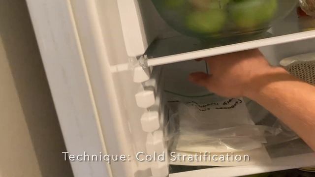 HOW to GERMINATE The World’s BIGGEST trees! Giant Sequoia | Coastal Redwoods смотреть онлайн