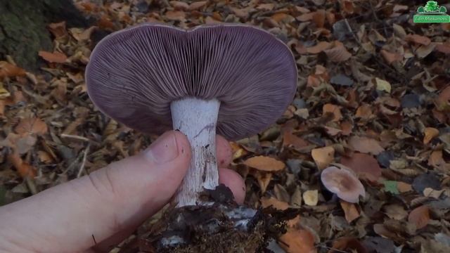 ? Gljiva Modrikača - Lat. Lepista Nuda / Clitocybe Nuda - Eng. Wood Blewit смотреть онлайн