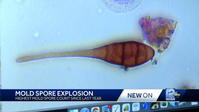 Hot, humid conditions cause mold spores to spike смотреть онлайн