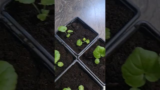 #пеларгония из семян #БИОТЕХНИКА #герань мефисто скарлет #pelargonium #парень_из_сада смотреть онлайн