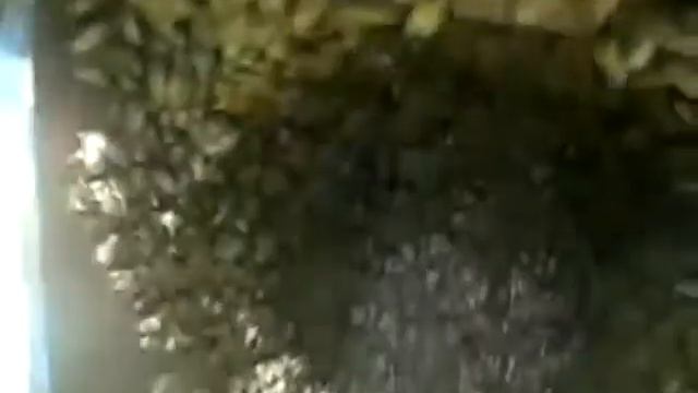 Пчеловодство. Ловля пчелинных роёв) смотреть онлайн