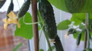 Как Выращивать  Огурцы На Подоконнике