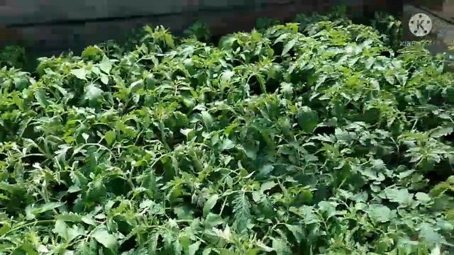 Сибирь. Началась продажа рассады цветов и овощей. смотреть онлайн