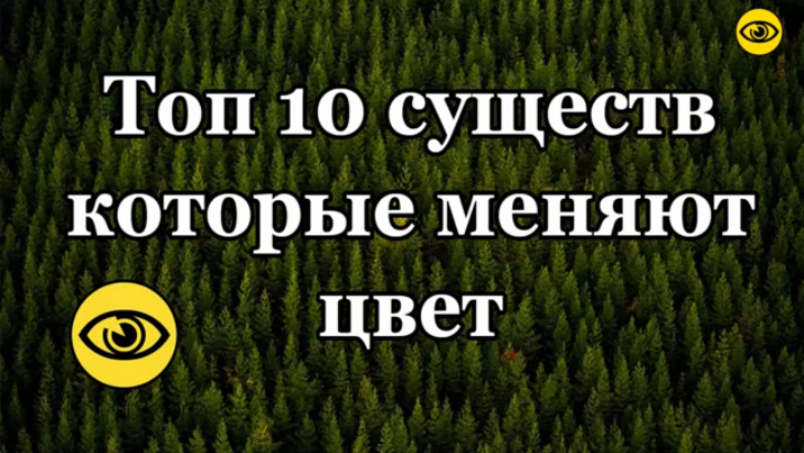 Топ 10 животных меняющих цыет смотреть онлайн