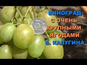 Виноград  с очень крупными ягодами  В. Калугина  www.vinograd-kriulya.com