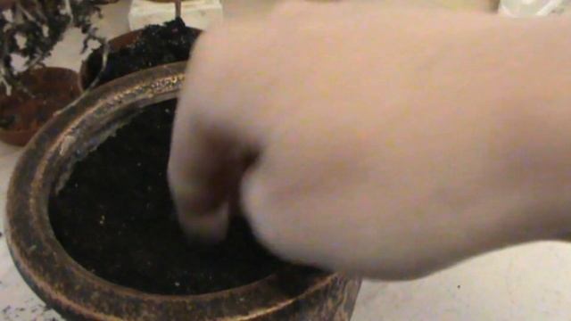 Интересно - Гастерия смотреть онлайн